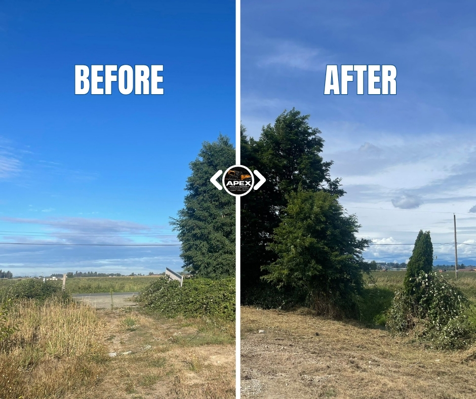 Before and after brush clearing project